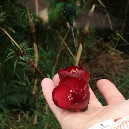 Danza con colibríes 5