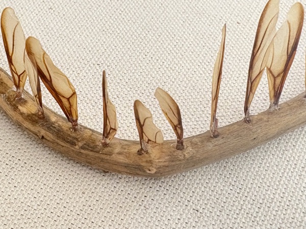 Silvestre Ignota II, Detail 4