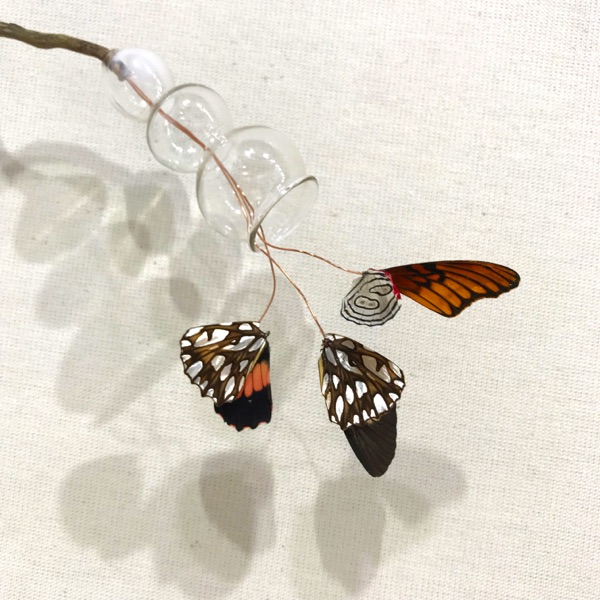 Silvestre Ignota V, Detail 4